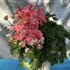 Pelargonium 'LiA Milagros' - Pelargoon 'LiA Milagros' P9/0,55L 
